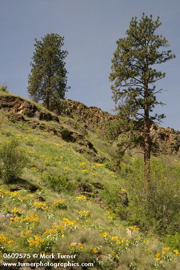 Pinus ponderosa; Balsamorhiza sagittata