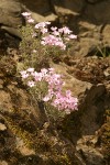 Longleaf Phlox on basalt cliff