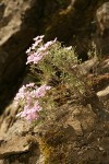 Longleaf Phlox on basalt cliff