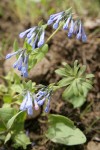 Leafy Bluebells