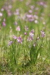 Grass Widows in meadow