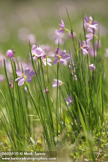 Olsynium douglasii