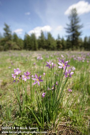 Olsynium douglasii