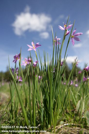 Olsynium douglasii