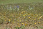 Rosy Balsamroot in lithosol plant community w/ Lupines soft bkgnd