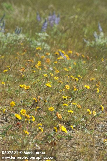 Balsamorhiza rosea; Lupinus sp.