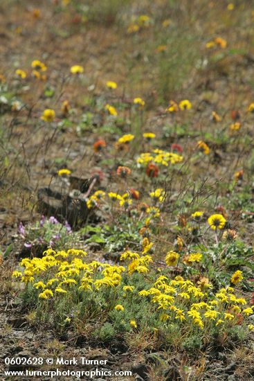 Stenotus stenophyllus; Balsamorhoza rosea; Astragalus purshii