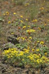 Narrowleaf Goldenweed, Rosy Balsamroot, Woolly-pod Milkvetch in lithosol plant community