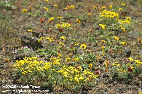 Stenotus stenophyllus; Balsamorhoza rosea; Astragalus purshii