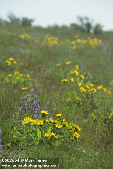 Balsamorhiza careyana; Lupinus sp.