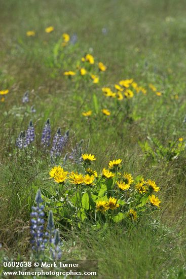 Balsamorhiza careyana; Lupinus sp.