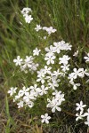 Longleaf Phlox among grasses