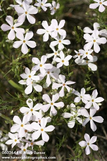 Phlox longifolia