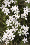 Longleaf Phlox 