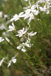 Longleaf Phlox  side view among grasses