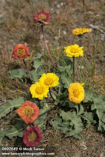 Balsamorhiza rosea