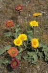 Rosy Balsamroot