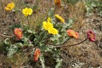 Rosy Balsamroot