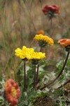 Rosy Balsamroot ground-level view