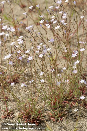 Gilia sinuata