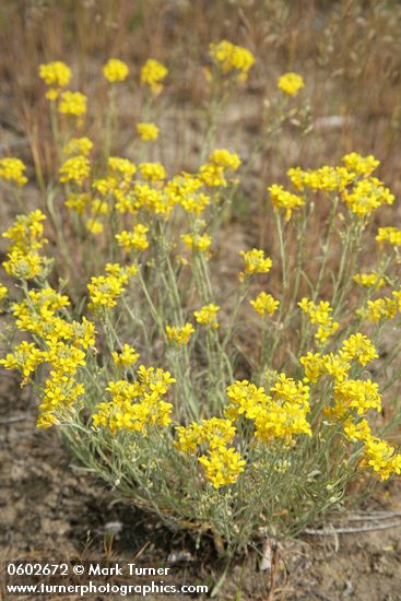 Lesquerella douglasii