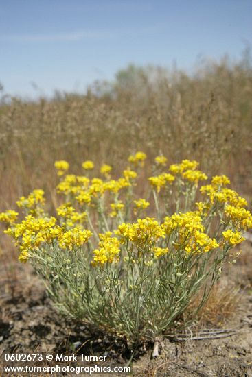 Lesquerella douglasii