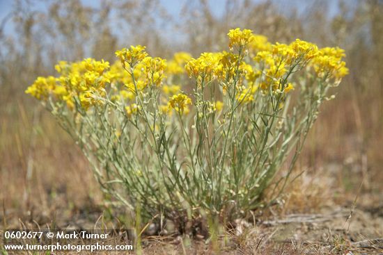 Lesquerella douglasii