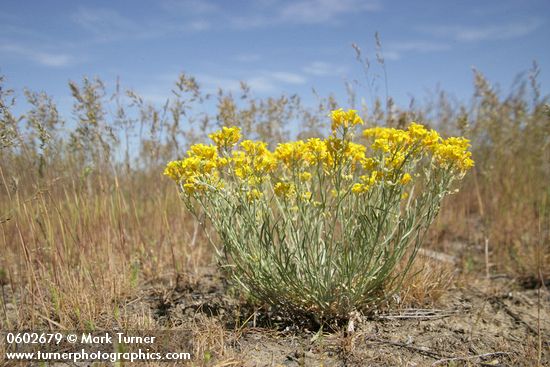 Lesquerella douglasii