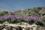 Gairdner's Penstemon