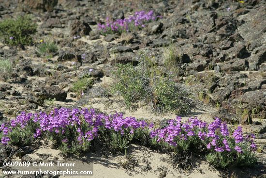 Penstemon gairdneri