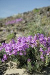 Gairdner's Penstemon