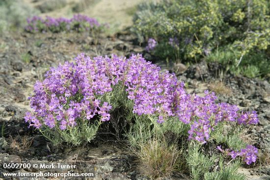 Penstemon gairdneri