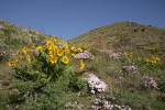 Carey's Balsamroot & Showy Phlox on rocky hillside