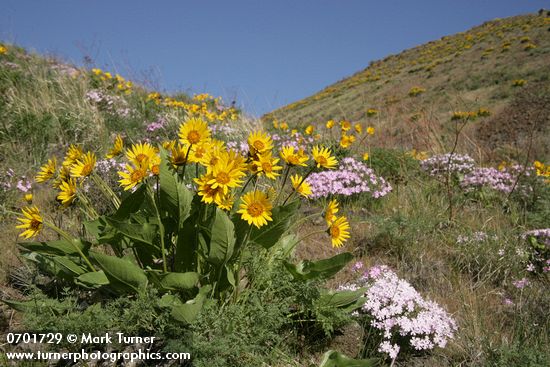 Balsamorhiza careyana; Phlox speciosa