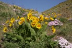 Carey's Balsamroot & Showy Phlox on rocky hillside