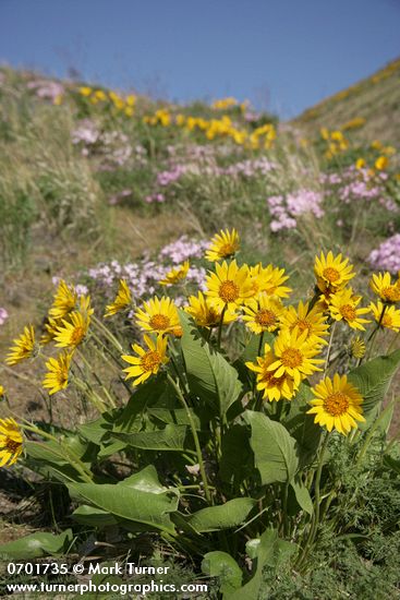 Balsamorhiza careyana; Phlox speciosa