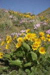 Carey's Balsamroot & Showy Phlox on rocky hillside