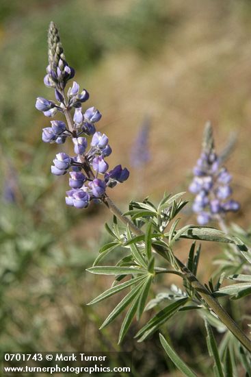 Lupinus bingenensis var. subsaccatus (L. sulphureus var. subsaccatus)