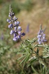 Bingen Lupine blossoms & foliage detail