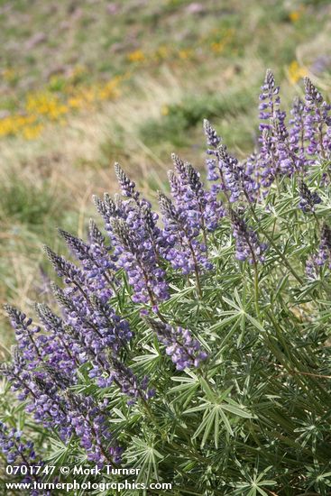 Lupinus bingenensis var. subsaccatus (L. sulphureus var. subsaccatus)