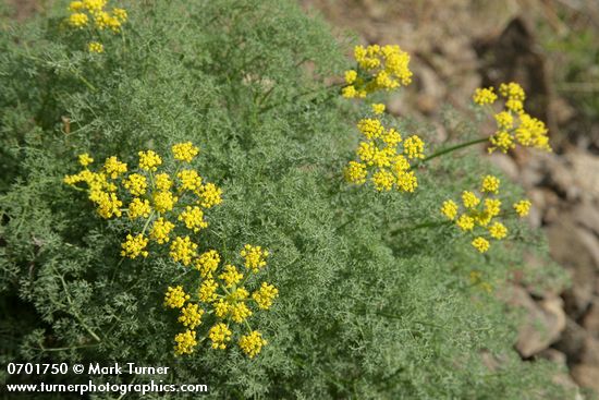 Lomatium grayi