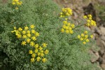 Gray's (Pungent) Desert Parsley