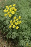 Gray's (Pungent) Desert Parsley