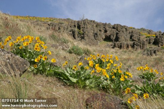 Balsamorhiza careyana