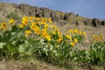 Carey's Balsamroot on hillside below basalt cliffs