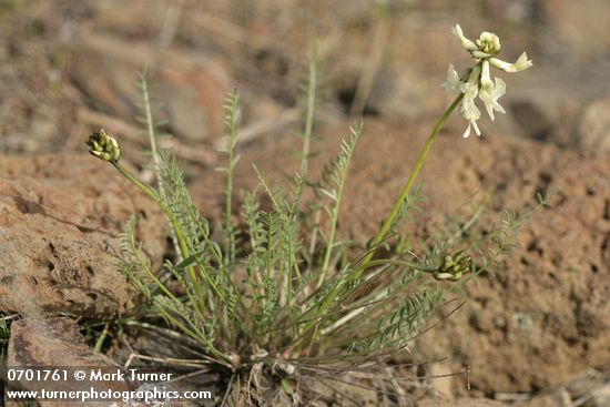 Astragalus reventiformis