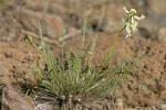 Yakima Milkvetch