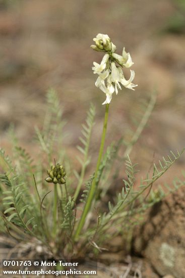 Astragalus reventiformis