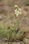 Yakima Milkvetch