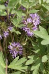 Ballhead Waterleaf blossoms & foliage detail